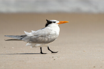 Royal Tern