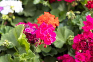 A bright red pink and white geranium flowers with green burgeons and leaves are in the summer garden