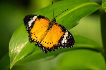 butterfly on leaf