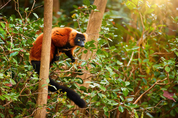 Obraz premium Critically endangered wildlife concept: attractive red colored primate, Red Ruffed Lemur, Varecia rubra on a branch in a native rainforest, sun glow, eye contact, traveling Masoala, Madagascar.
