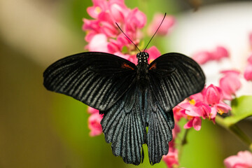 butterfly on pink flower
