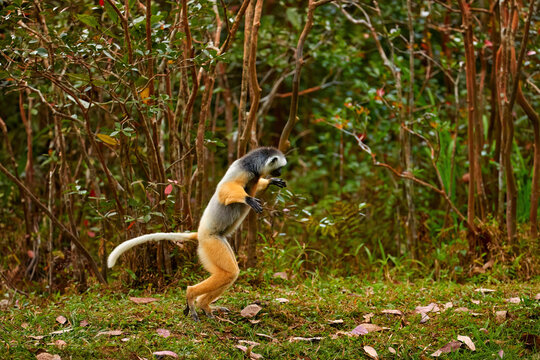 Lemur protection theme: Diademed Sifaka, Propithecus diadema, running on hind legs, arms raised, rainforest vegetation in the background. Mantadia, east coast of Madagascar.