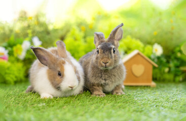 Fototapeta premium potrait two brown bunny sitting on grasses, young cute rabbit in nature