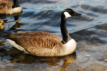 Fototapeta premium Closeup of a beautiful goose swimming in peaceful waters in the Six Lakes Plateau in Germany