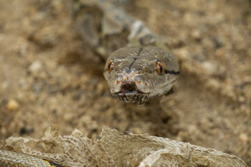 Python