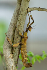 Mantis on tree