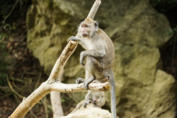 Monkey hanging around