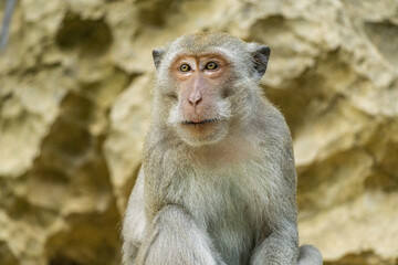 monkey