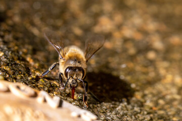 Abeille mellifère buvant de l'eau dans une vasque en pierre