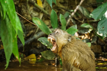 monkey yawning