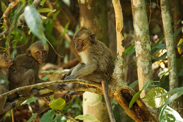 Monkey
