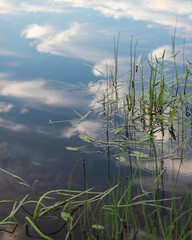 Clouds reflecting on the surface of a serene river. Wild plants growing by near a river