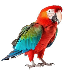 Obraz na płótnie Canvas Parrot transparent background, png