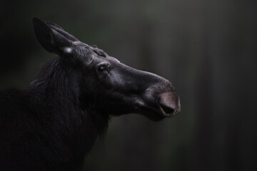 Portrait of an Eland. Moose in natura habitat.  Forest Sweden. Wildlife Alces alces. Dark forest...