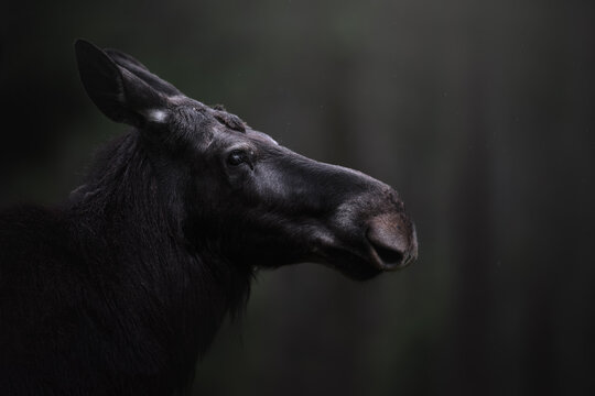Portrait of an Eland. Moose in natura habitat.  Forest Sweden. Wildlife Alces alces. Dark forest and moody atmosphere.