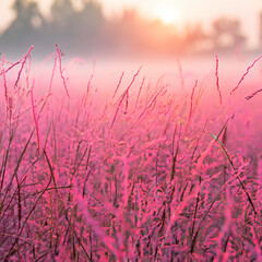 Pink flowers on a foggy meadow