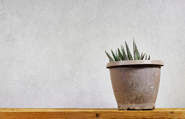 Haworthia succulent houseplant in flower pot on white wooden table.