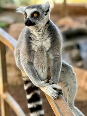 ring lemur © Yulia