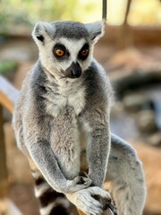 Cute lemur sitting