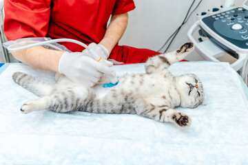A small gray cat during ultrasound examination in vet clinic.Scottish Fold cat laying on the table.The medical equipment, monitor at the background.