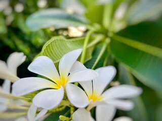 Close up frangipani flowers blur sunlight reflection and leaves