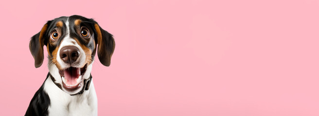 Funny dog muzzle on a colored background.