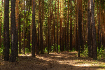 Forest path scene. Forest path, horizontal