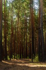 Obraz premium Forest path through fir trees. Mighty pine, spruce trees, moss, plants. Soft golden sunset light. Idyllic autumn scene. Nature, seasons, environment, ecotourism