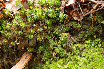 Closeup shot of different types of moss growing in Bohemian Paradise in the Czech Republic