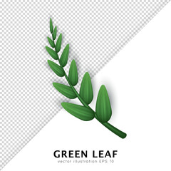 Realistic twig with green leaves isolated on transparent background. Design element with 3d tree branch clip art. Vector illustration with herbs, foliage, bay leaf