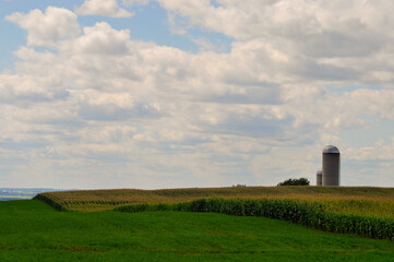 Fototapeta na wymiar A Cornfield And Silos In The Wisconsin Countryside In Summer