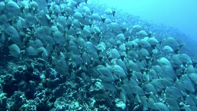 Sight of school of fish near bottom of ocean is spellbinding. French Polynesia has tropical climate, with warm temperatures and high humidity year-round