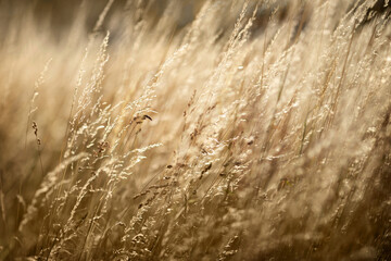 Obraz premium Gräser im goldenen Licht.