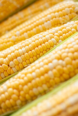 The swings of ripe corn are located diagonally across the frame, close-up, horizontal arrangement. Corn from the fields, summer harvest. Photo for packaging design. Restaurant menu.