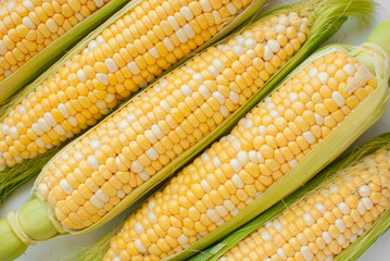  Corn from the fields, summer harvest. Photo for packaging design. Restaurant menu, shop sign, place of sale of corn. Vegetable market.