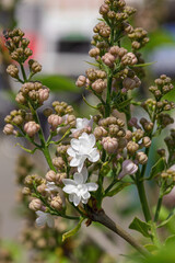 Fototapeta premium Blooming lilac grow in the garden. Spring gardening, outdoor concept background, floral style