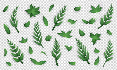 Big set of various realistic twigs and green leaves isolated on transparent background. Design elements with different 3d tree branches clip art. Collection of vector herbs, foliage