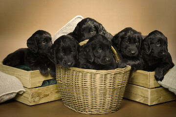 Group of black flat retriever babies posing for portrait on interior location