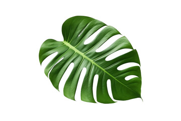 Fototapeta na wymiar Monstera leaf. transparent background