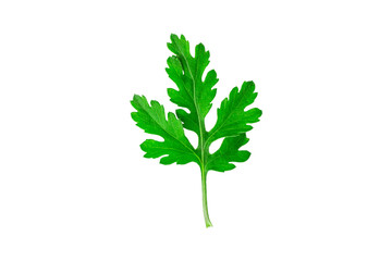 Parsley leaf isolated on white background.