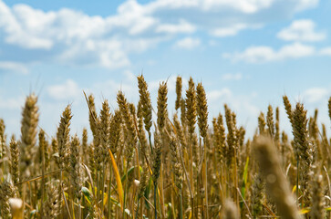 wheat field in summer