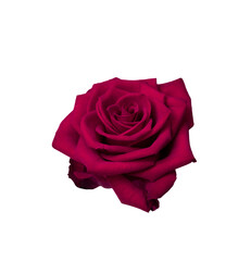 Red rose flower isolated transparent png. Nature object for design to Valentines Day, mothers day, wedding, anniversary