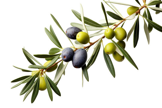 Olive tree branch. transparent background