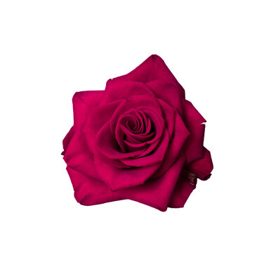 Red rose flower isolated transparent png. Nature object for design to Valentines Day, mothers day, anniversary