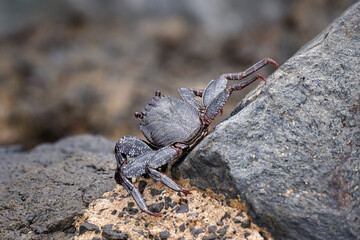 Graues Jungtier der Ostatlantischen Roten Felsenkrabbe (Grapsus adscensionis) mit beginnender Rotfärbung, Rückansicht auf den Steinen einer Mole - Las Playitas, Fuerteventura