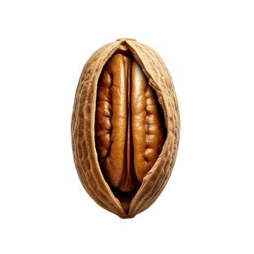 Pecan nut in shell. transparent background