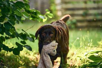 Dog carrying plush toy. High quality photo