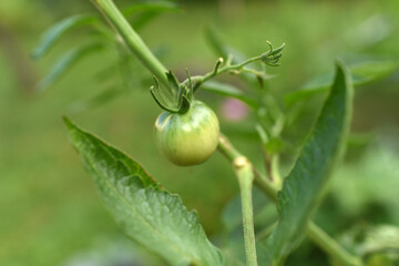 green tomato on a bush