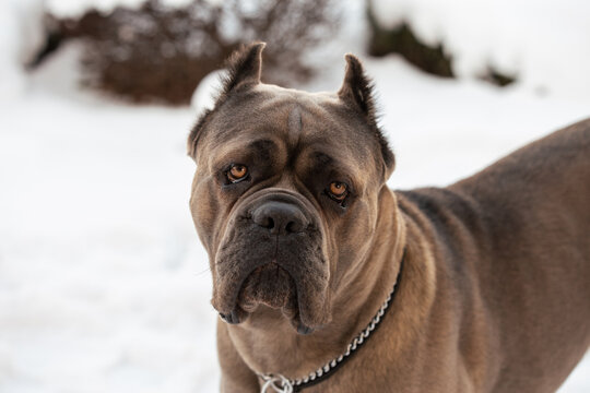 Cane Corso portrait. Cane Corso outdoors. Winter portrait of a dog. Large dog breeds. Italian dog Cane Corso. The courageous look of a dog. Formentino color.