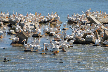 American White Pelicans And Cormorants Resting On River Rocks In Summer